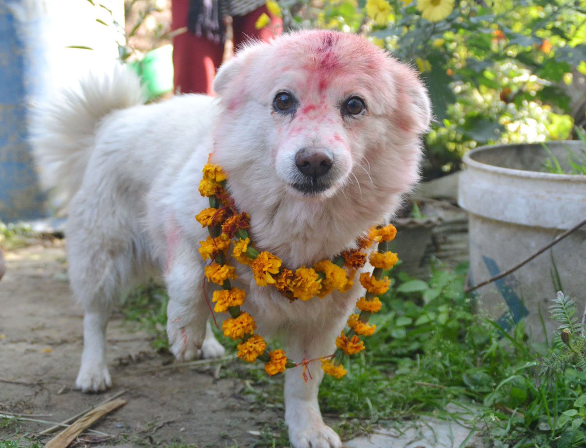 आज कुकुर तिहार मनाइँदै